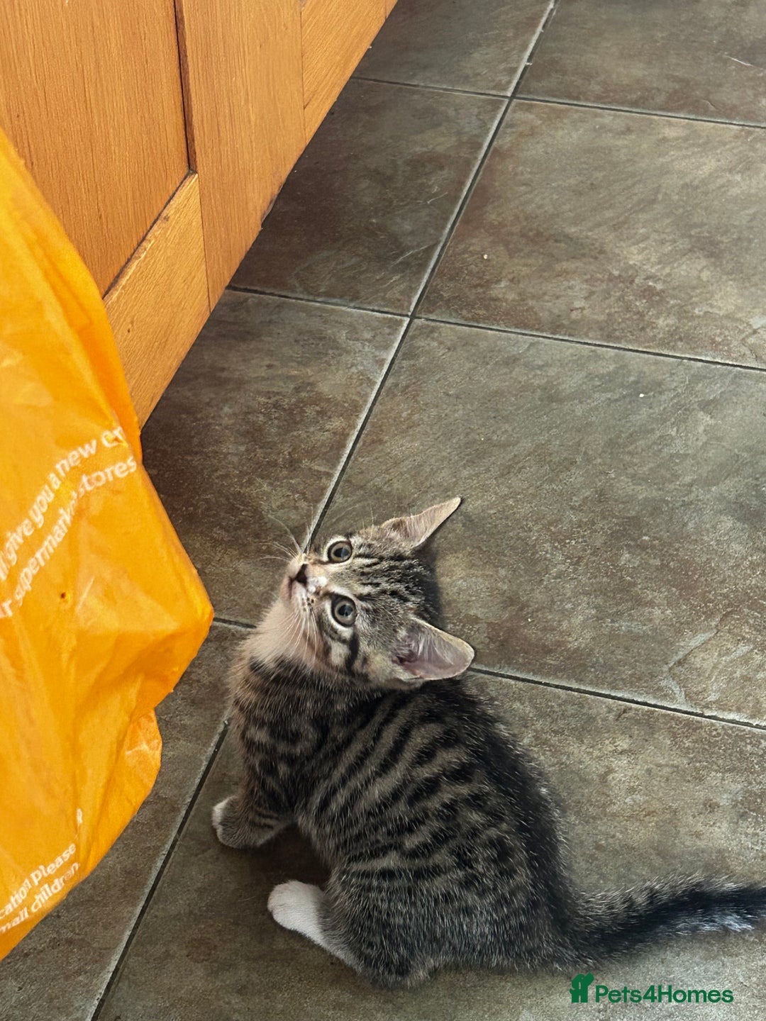 Mixed Breed cats for sale: Mixed Breed Tabby Kitten For Sale !! - Image 3
