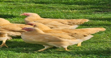 Chickens poultry - Advert 2