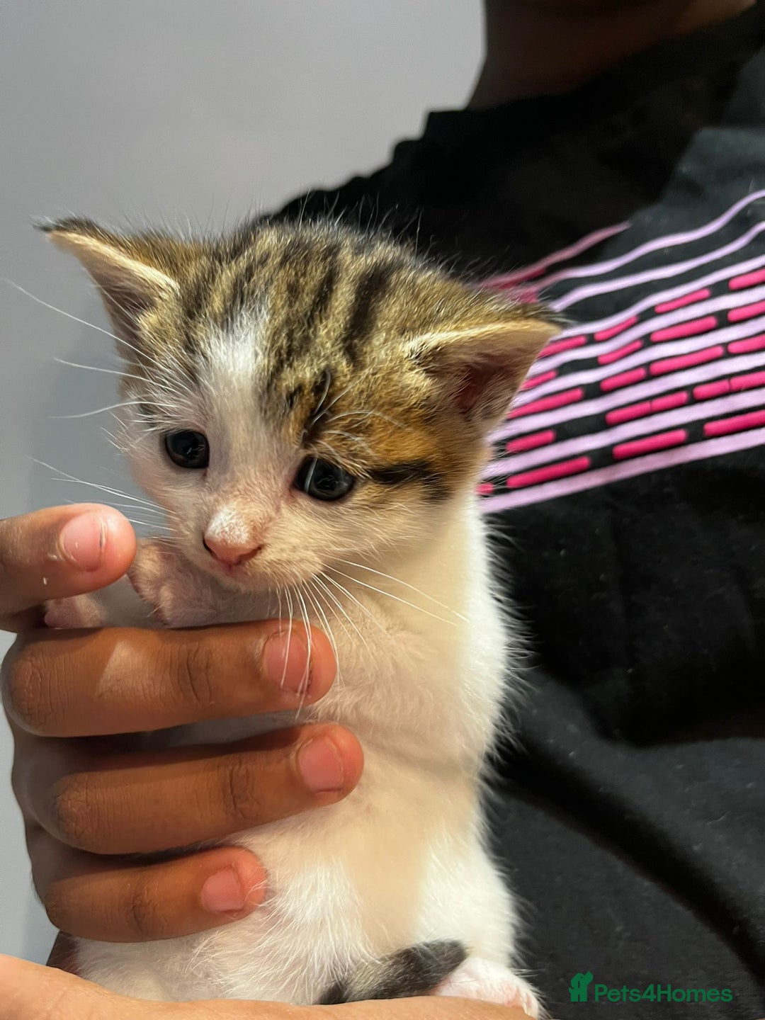 Mixed Breed cats for sale: 6 beautiful kittens (3 male, 3 females) for sale - Image 4