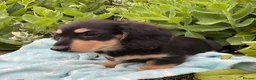 Miniature Dachshund dogs for sale: GORGEOUS KC reg PRA CLEAR MINI DACHSHUND PUPPIES - Advert 15