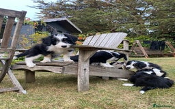 Mixed Breed dogs for sale: Collie mixed breed puppies - Image 15