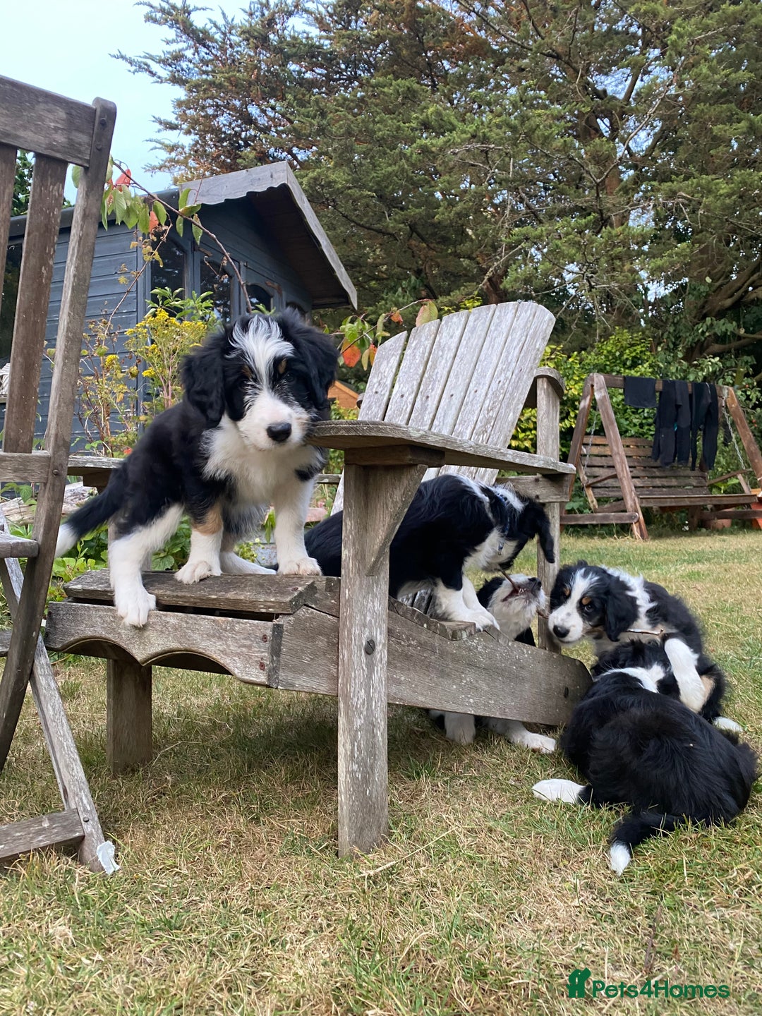 Mixed Breed dogs for sale: Collie mixed breed puppies - Image 15