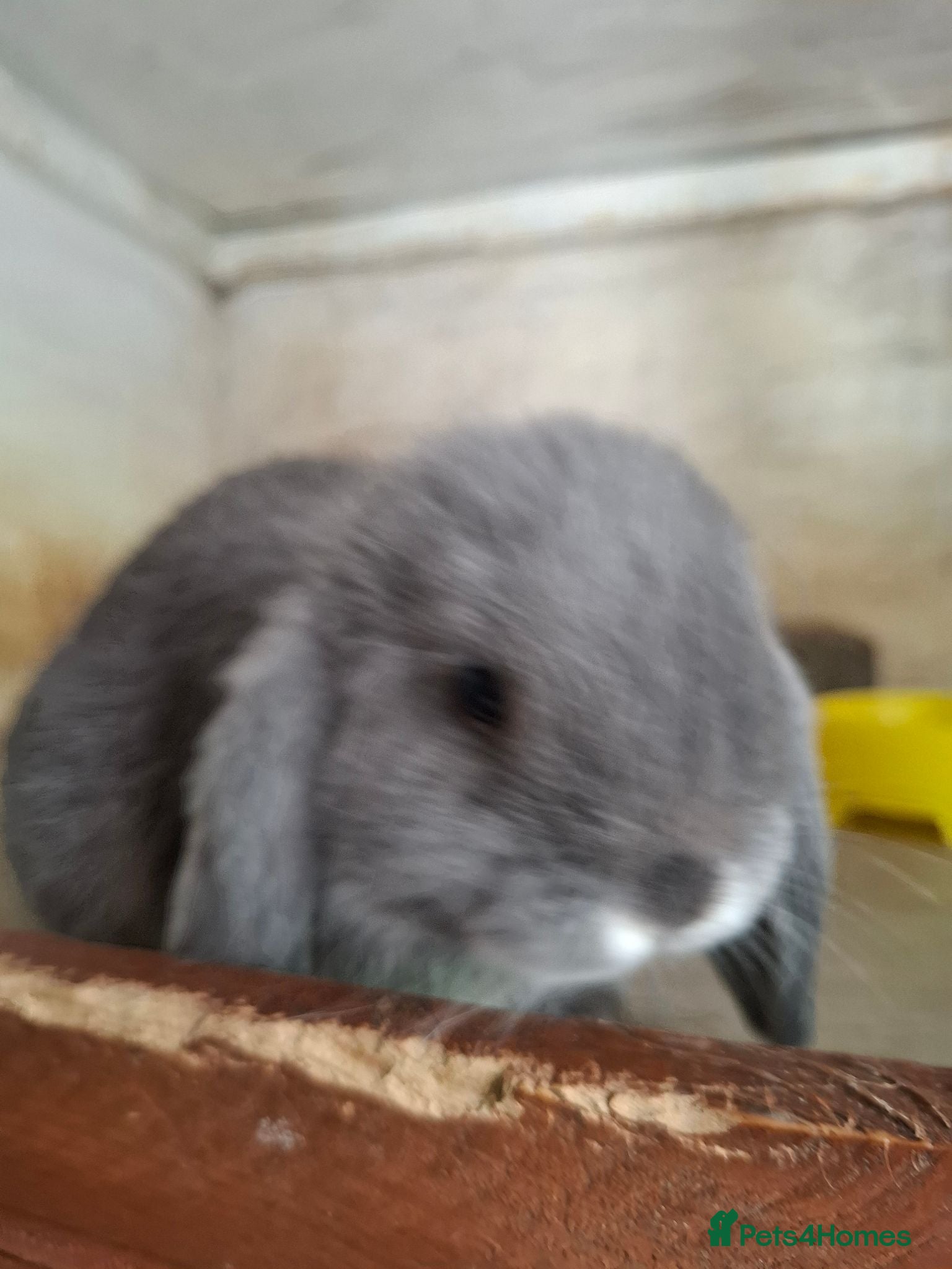 Mini Lop rabbits Beautiful Mini Lops - Advert 1