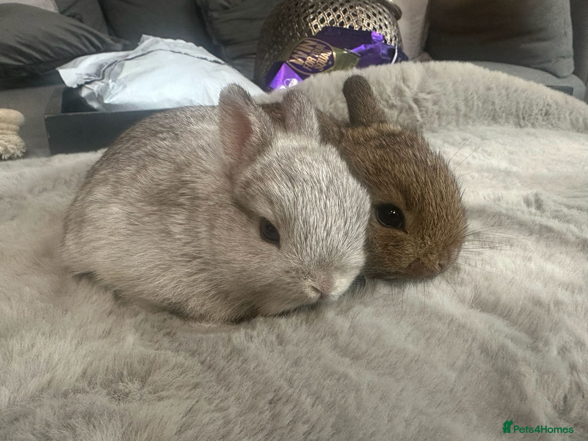 Netherland Dwarf rabbits Pure bred Netherland Dwarf - Advert 2