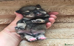 Miniature Schnauzer dogs for sale: Outstanding Miniature Schnauzer Puppies - Image 23