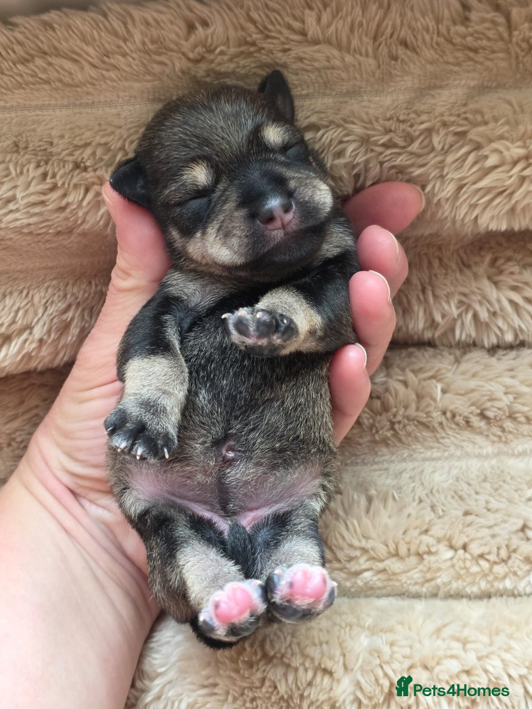 Miniature Schnauzer dogs for sale: Outstanding Miniature Schnauzer Puppies - Image 23