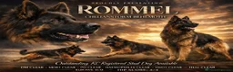 German Shepherd dogs for sale: Stunning KC reg long coat German shepherd puppies  - Advert 17