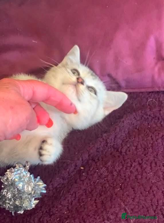 British Shorthair cats BSH Stunning rare Shaded - Advert 2