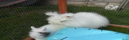 Lionhead rabbits for sale: BEAUTIFUL BABY LIONHEAD RABBITS WITH BLUE EYES in Southampton - Advert 15