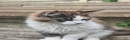 Maine Coon cats for sale: Beautiful Mainecoon kittins to sale - Advert 5