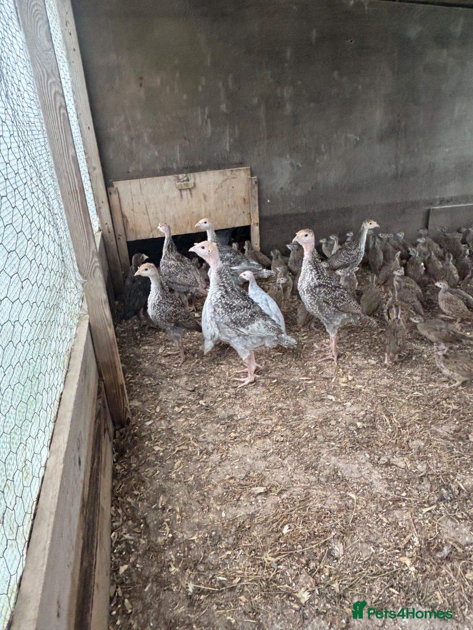 Turkeys poultry for sale: Turkey poults  in Warminster - Advert 7