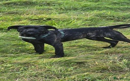 Cane Corso dogs for sale: Cane corso (brindle) female 7 month old - Image 5