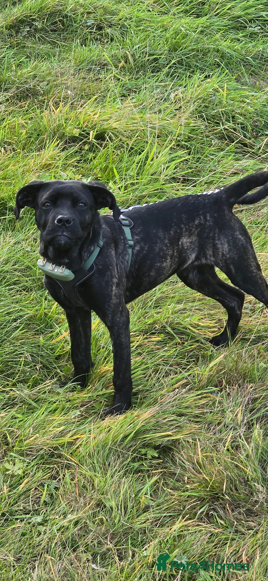 Cane Corso dogs for sale: Cane corso (brindle) female 7 month old - Image 5