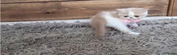Persian cats for sale: 🐾 Beautiful Persian Kittens 🐾 - Advert 9