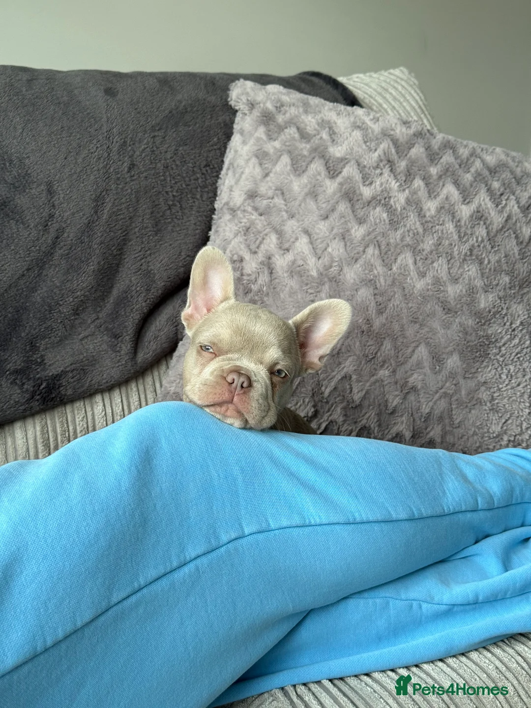 French Bulldog dogs for sale: KC registered French bulldog puppy - Advert 1