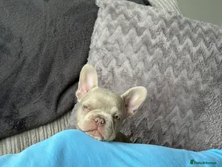 French Bulldog dogs KC registered French bulldog puppy - Advert 1