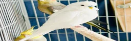 Budgerigars birds for sale: Budgies - 2 male, 1 female  - Advert 3