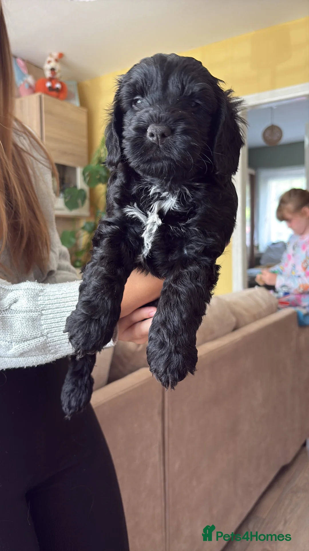 Cockapoo dogs for sale: Beautiful F1 COCKAPOO PUPPIES  , 2 GIRLS LEFT  - Advert 2
