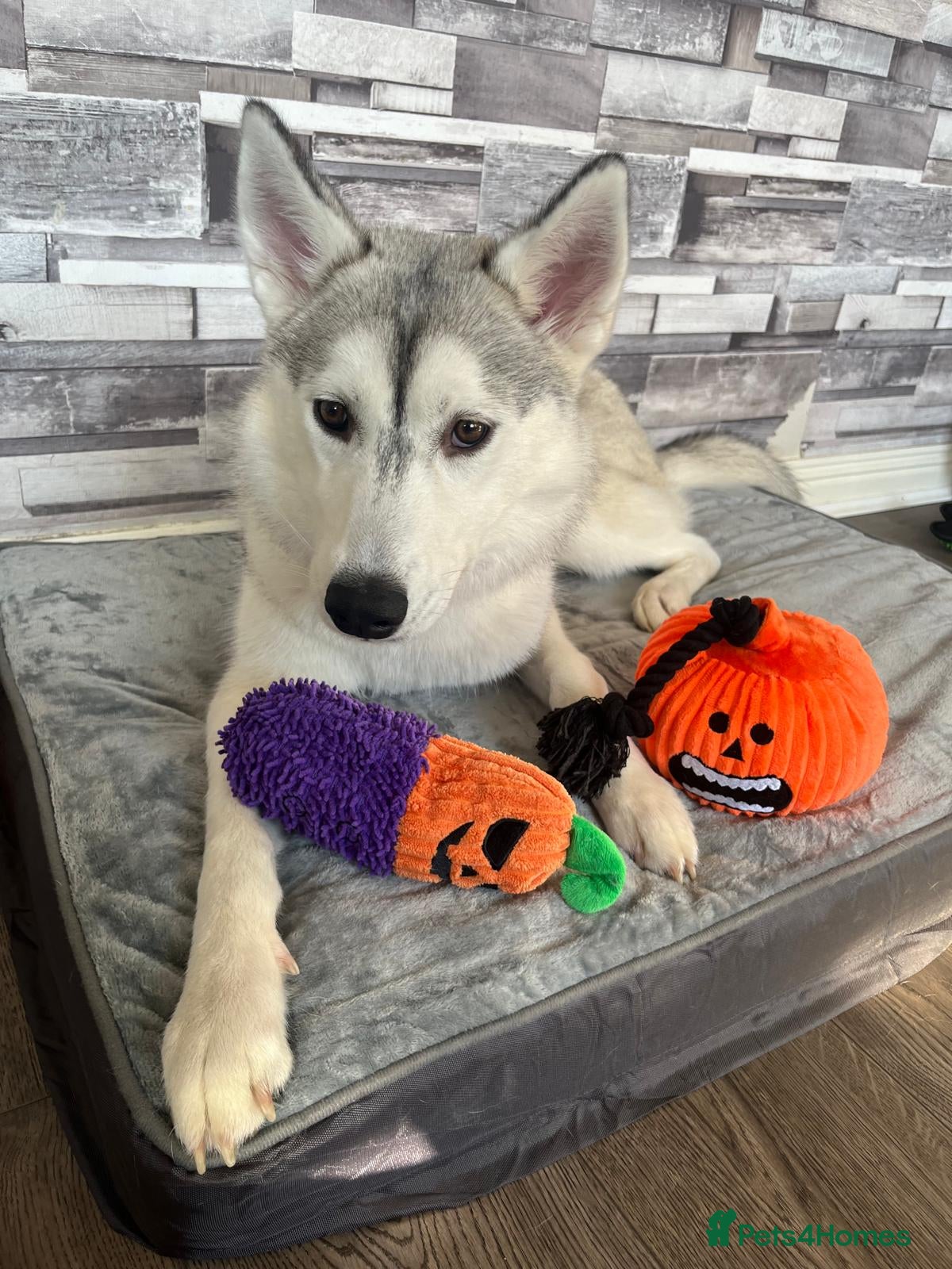 Siberian Husky dogs 2yr old female Siberian husky - Advert 2