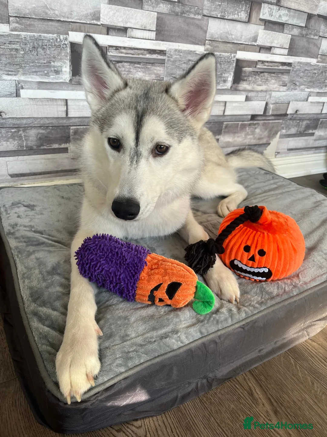 Siberian Husky dogs for sale: 2yr old female Siberian husky - Advert 1