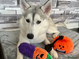 Siberian Husky dogs 2yr old female Siberian husky - Advert 2