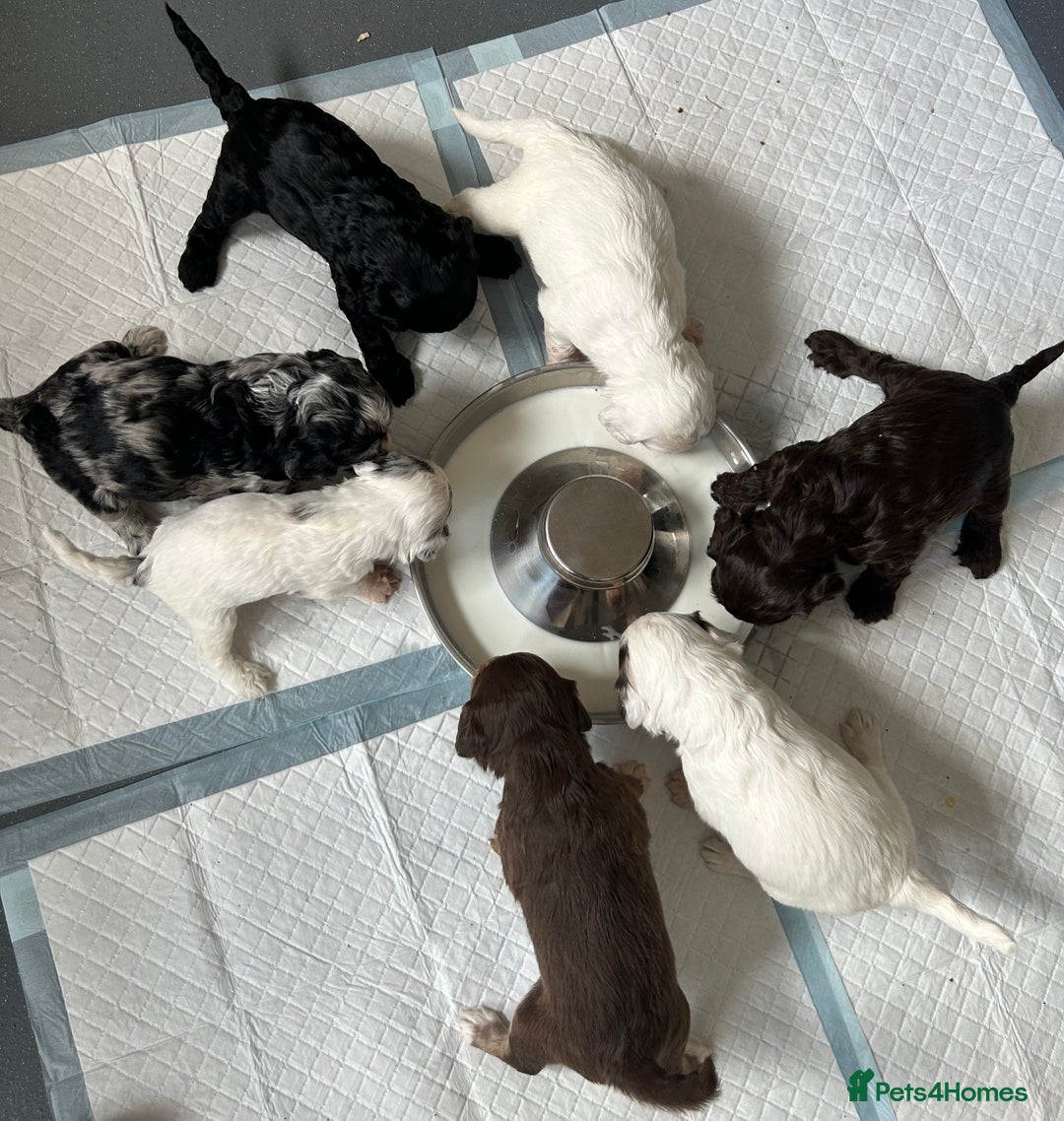 Cockapoo dogs for sale: 🌈 Outstanding rainbow Cockapoo Puppies 🐶 - Image 10
