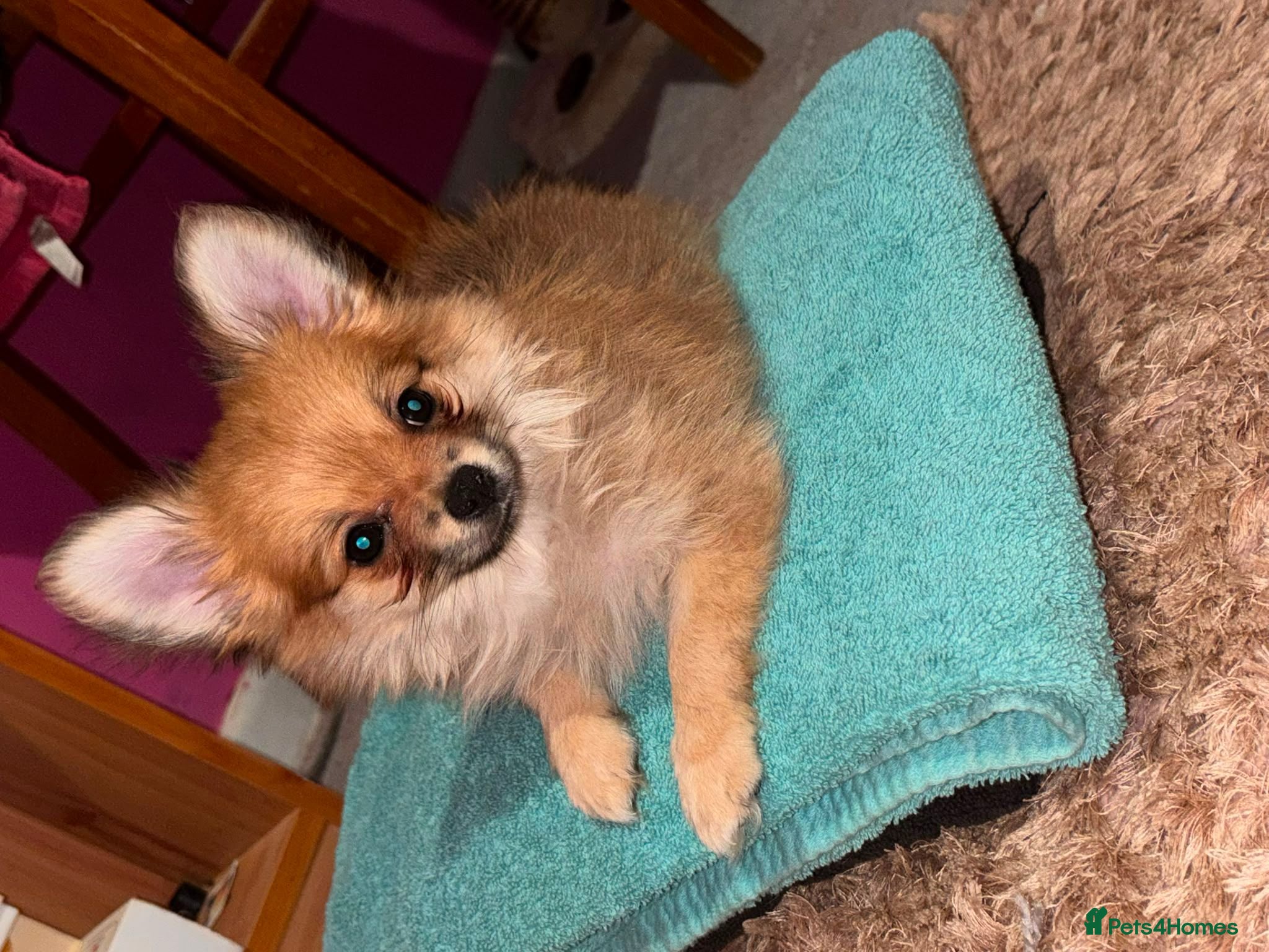Pomchi dogs Beautiful Pomchi puppies  - Advert 1