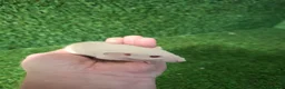 Rat rodents for sale: DWARF RATS - Advert 4