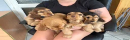 Cocker Spaniel dogs for sale: Sable cocker spaniel puppies ready to leave - Advert 3
