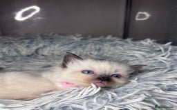Ragdoll cats for sale: 6 adorable ragdoll kittens 🩷🩵 - Image 5