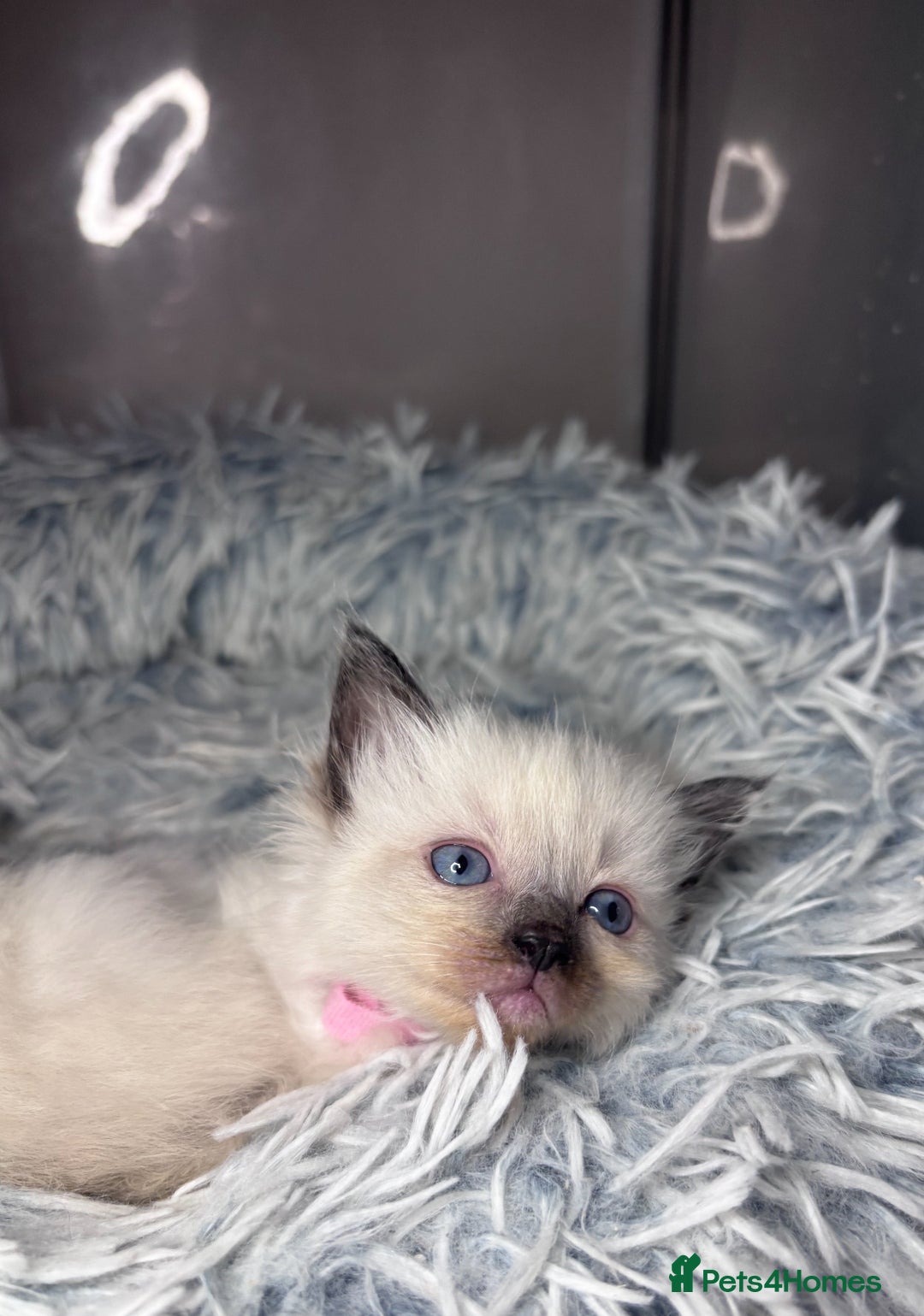 Ragdoll cats for sale: 6 adorable ragdoll kittens 🩷🩵 - Image 5