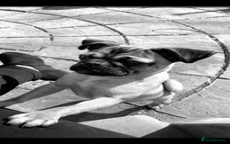 Pug dogs for sale: 🐾 Loving Home Needed for Minnie 🐾 - Image 8