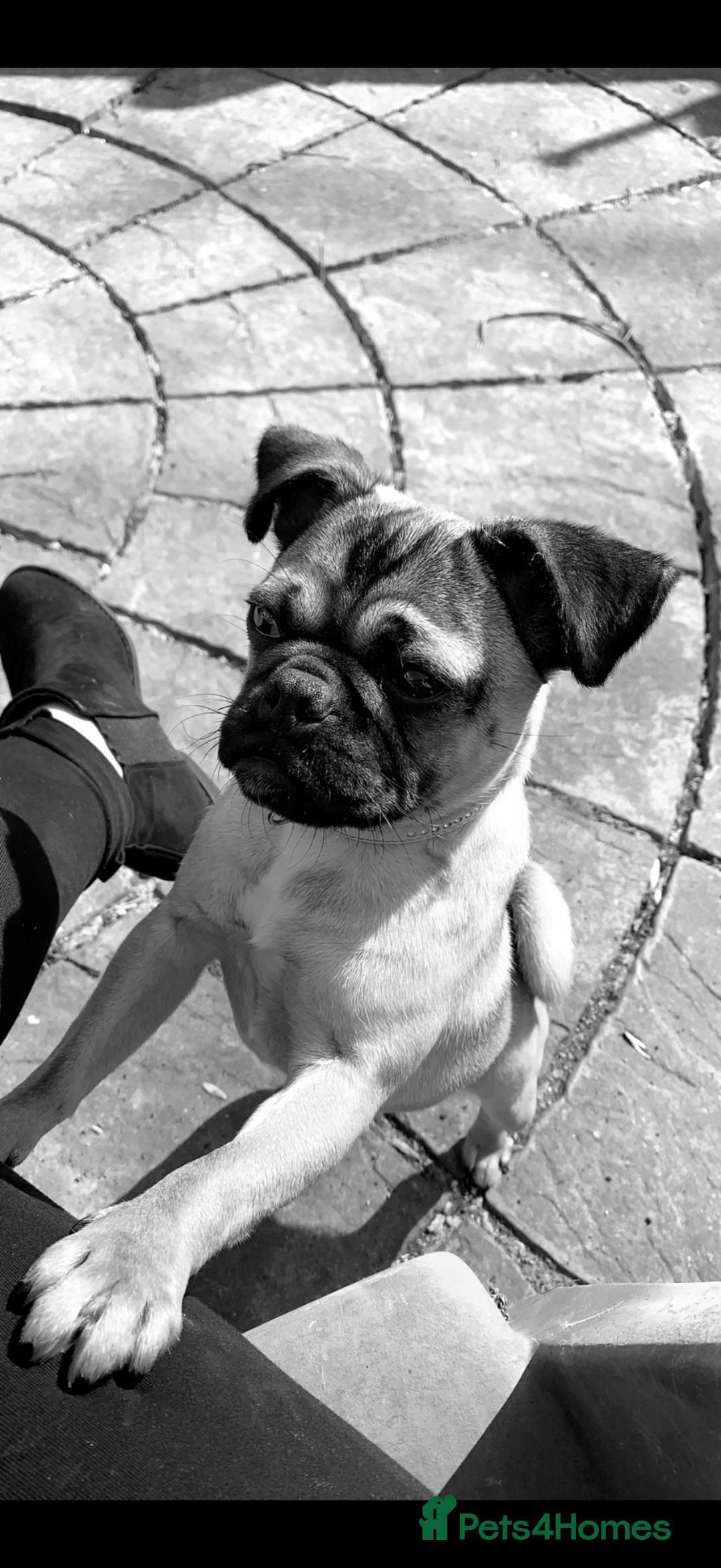 Pug dogs for sale: 🐾 Loving Home Needed for Minnie 🐾 - Image 8
