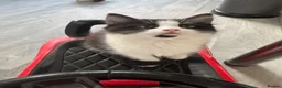 Mixed Breed cats for sale: Fluffy black & white male kitten  - Advert 3