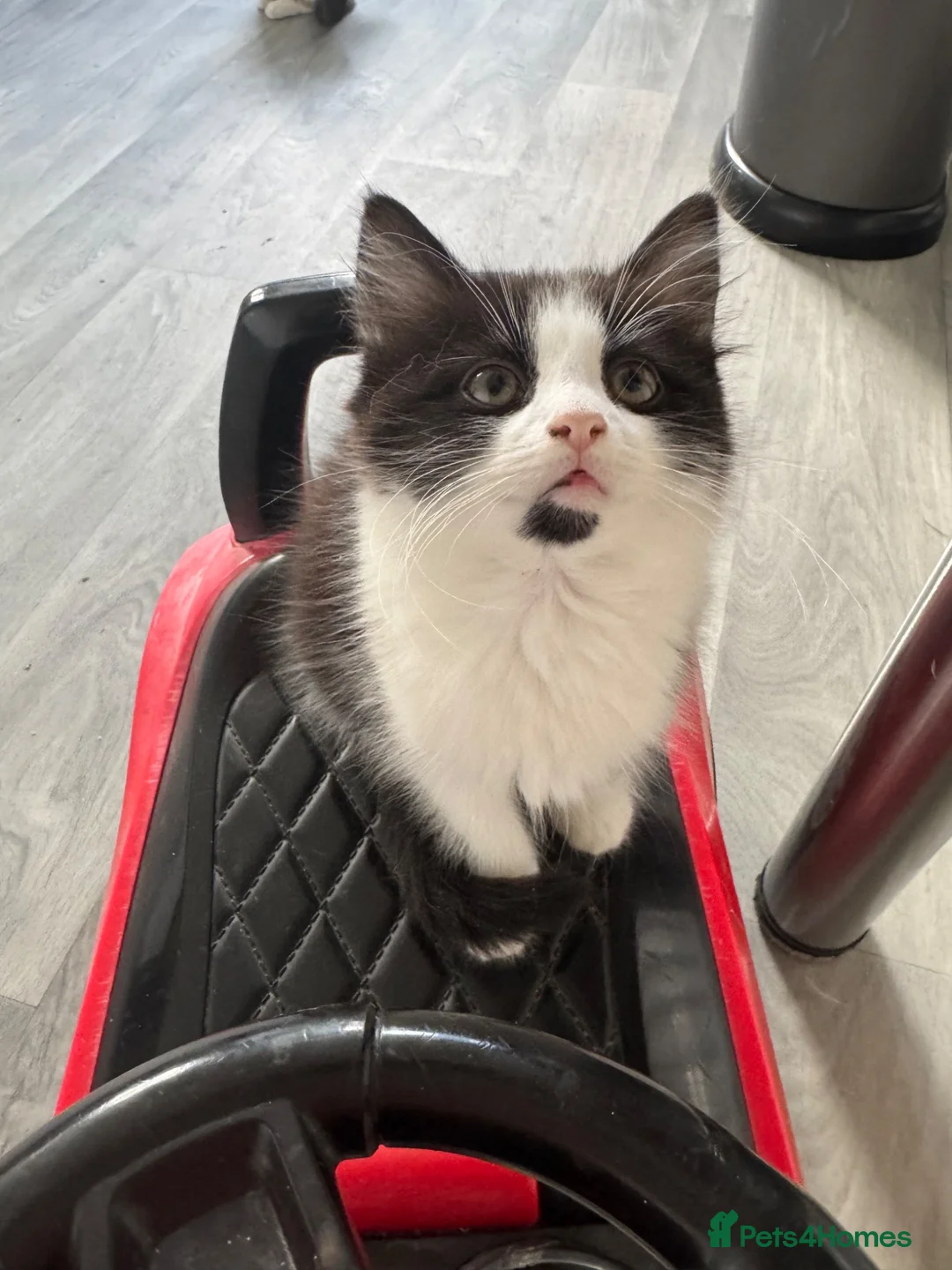 Mixed Breed cats for sale: Fluffy black & white male kitten  - Advert 3