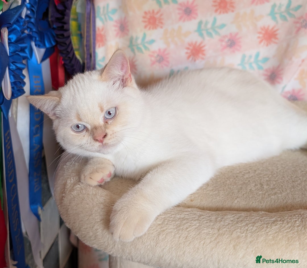 British Shorthair cats for sale: BEAUTIFUL CREAM COLOURPOINTED BSH - Image 2