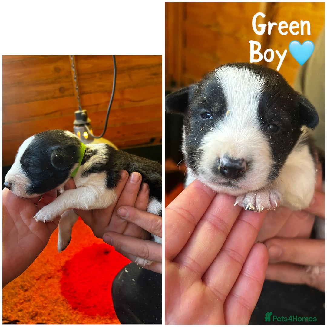 Border Collie dogs for sale: 6 healthy border collie pups - Advert 2