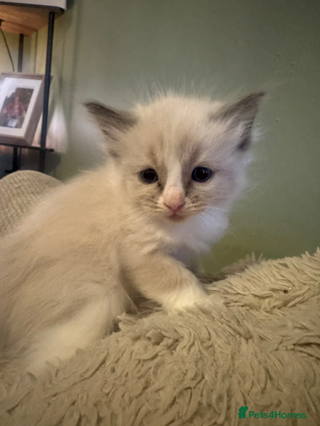 Ragdoll cats for sale: Beautiful ragdoll kittens  - Advert 1