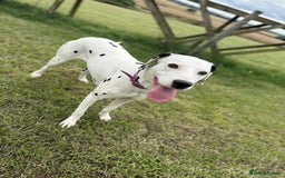 Dalmatian dogs for sale: 2 1/5 year old Female Dalmatian  - Image 2
