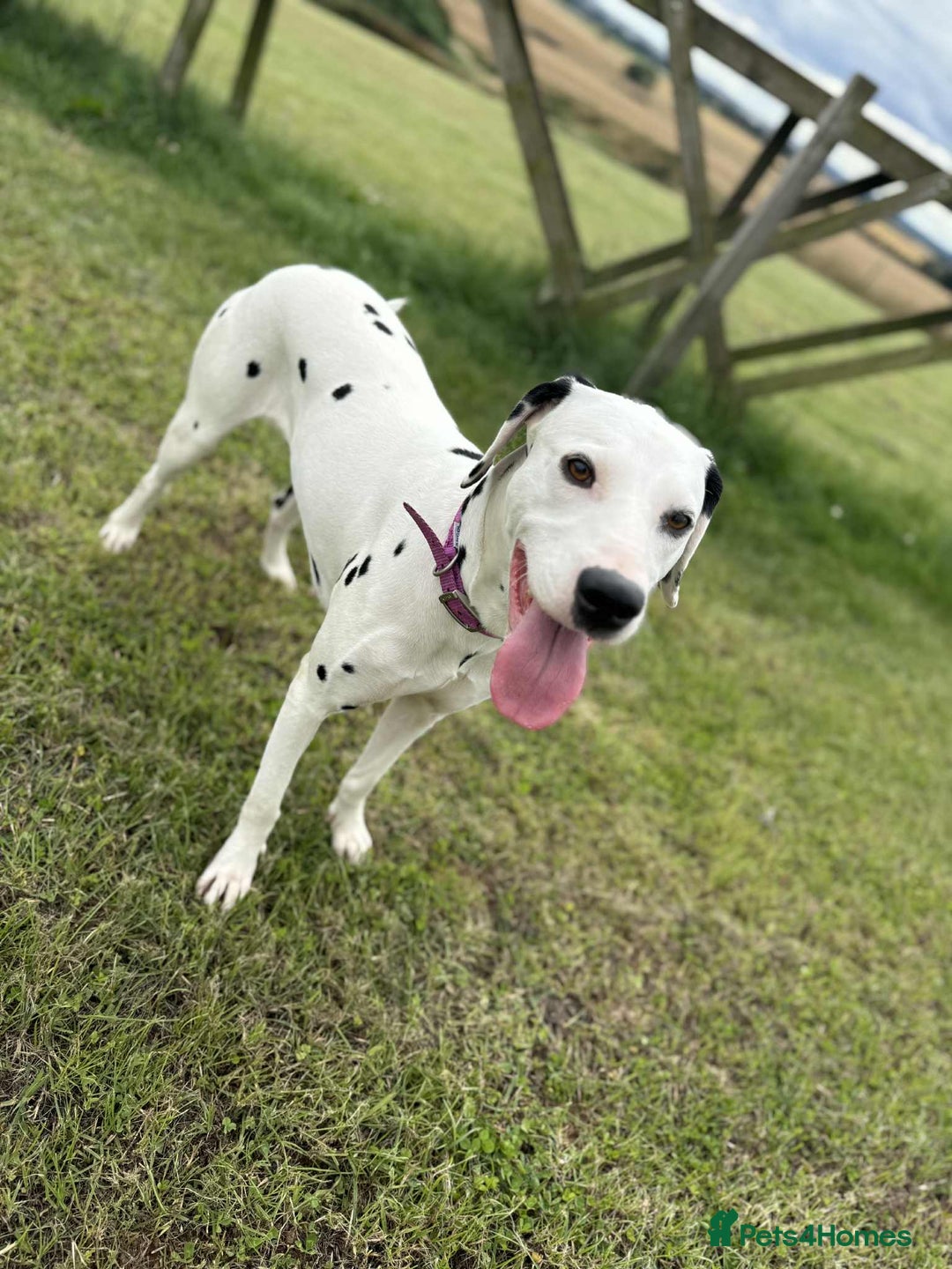Dalmatian dogs for sale: 2 1/5 year old Female Dalmatian  - Image 2