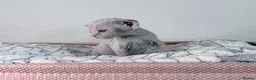 Devon Rex cats for sale: Beautiful blue boy and lilac girl!!!!! - Advert 14