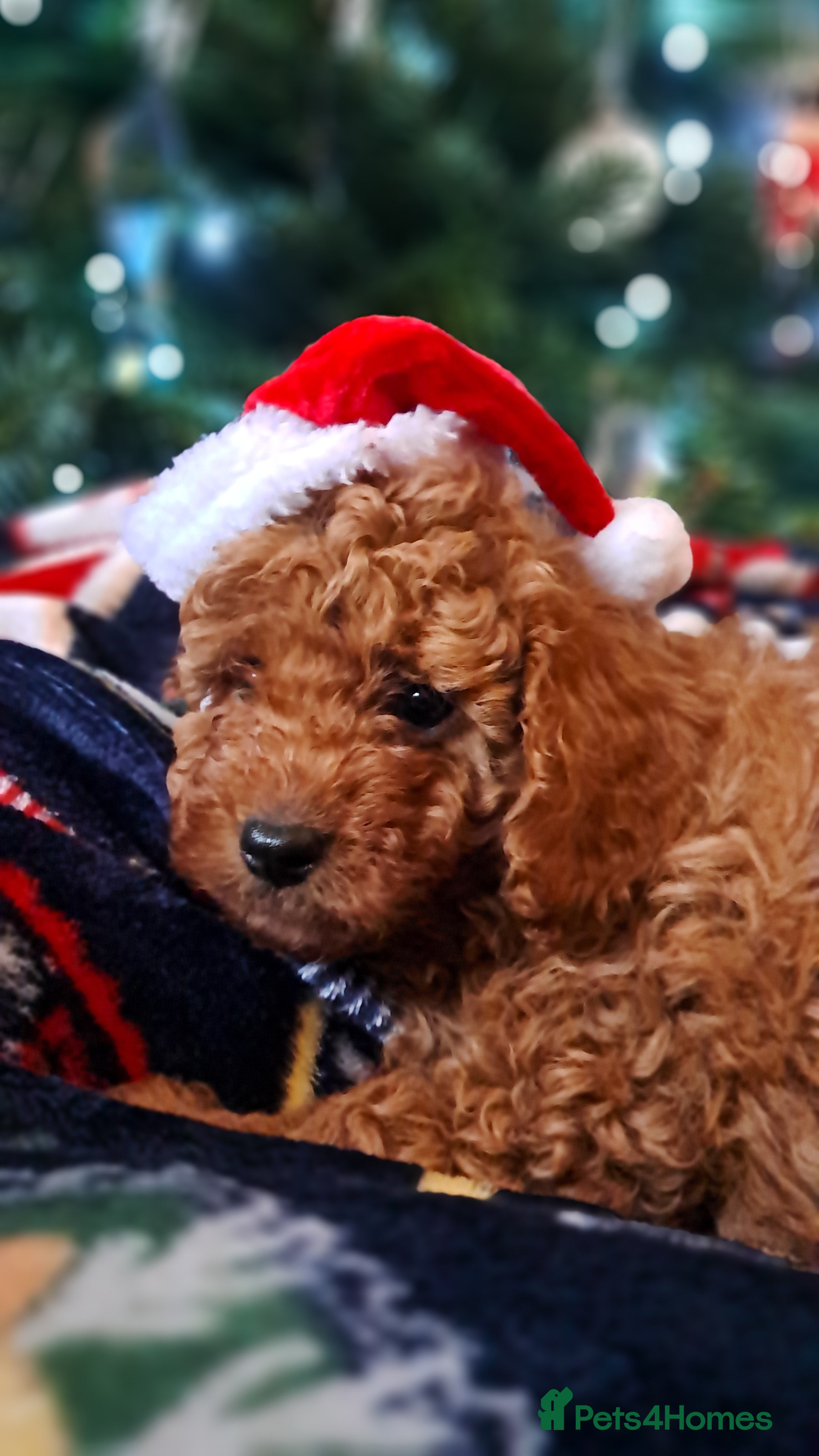 Cavapoo dogs Cavapoo Puppy-Ready 23rd-December! Mum DNA clear - Advert 16