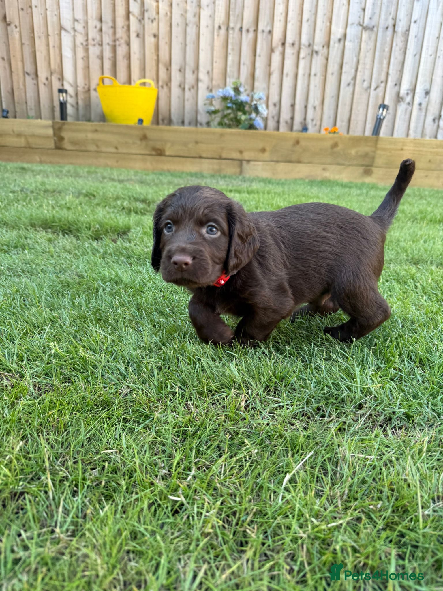Sprocker dogs F2 Sprocker Spaniel Puppies - Advert 1