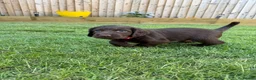 Sprocker dogs for sale: F2 Sprocker Spaniel Puppies - Advert 1