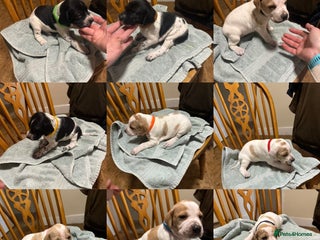 Pointer dogs - Advert 2