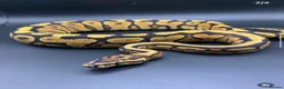 Python Snake reptiles for sale: Breeding pair of ball pythons  in Littlehampton - Advert 2