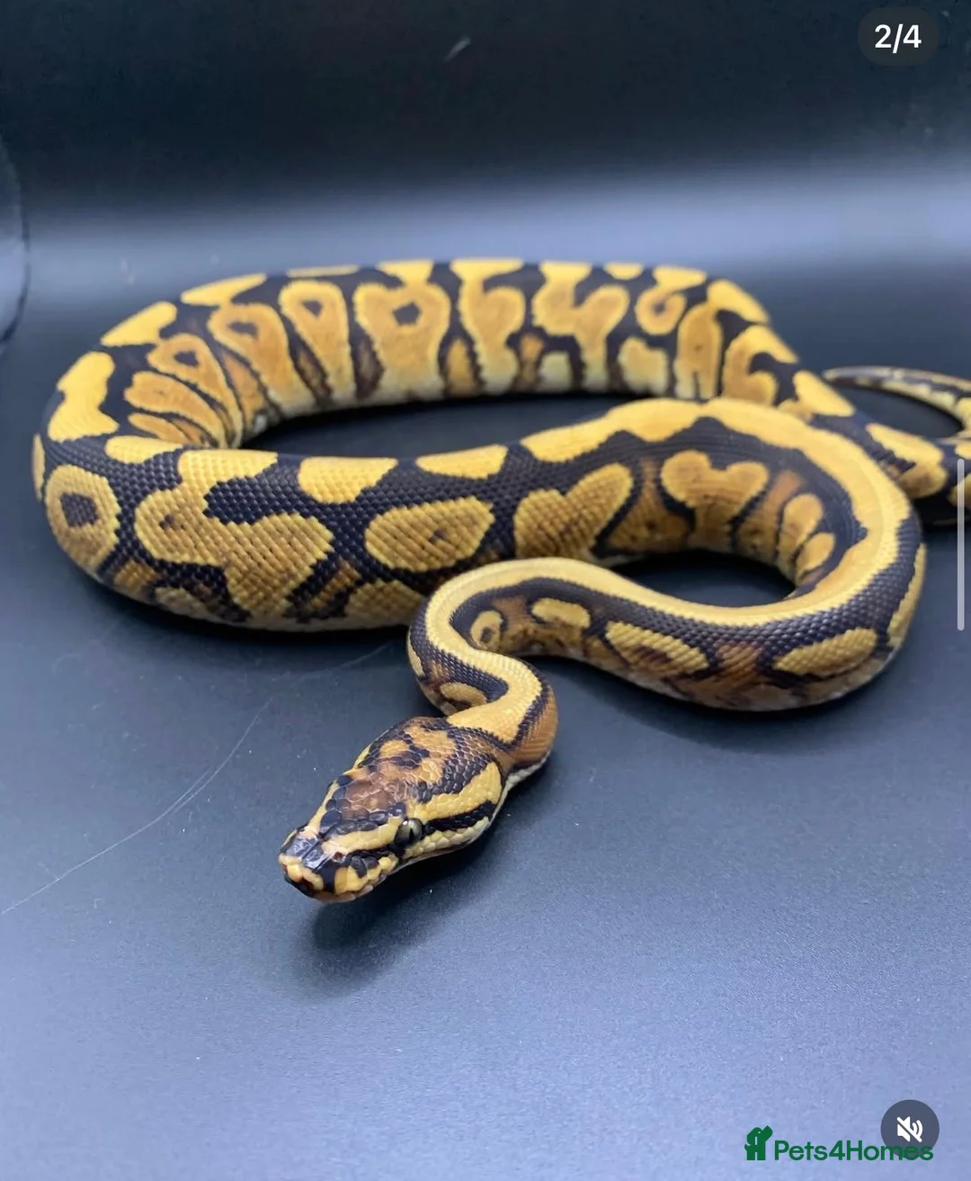 Python Snake reptiles for sale: Breeding pair of ball pythons  in Littlehampton - Advert 2