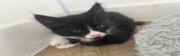 British Longhair cats for sale: 7 beautiful kittens ready for new homes  - Advert 1