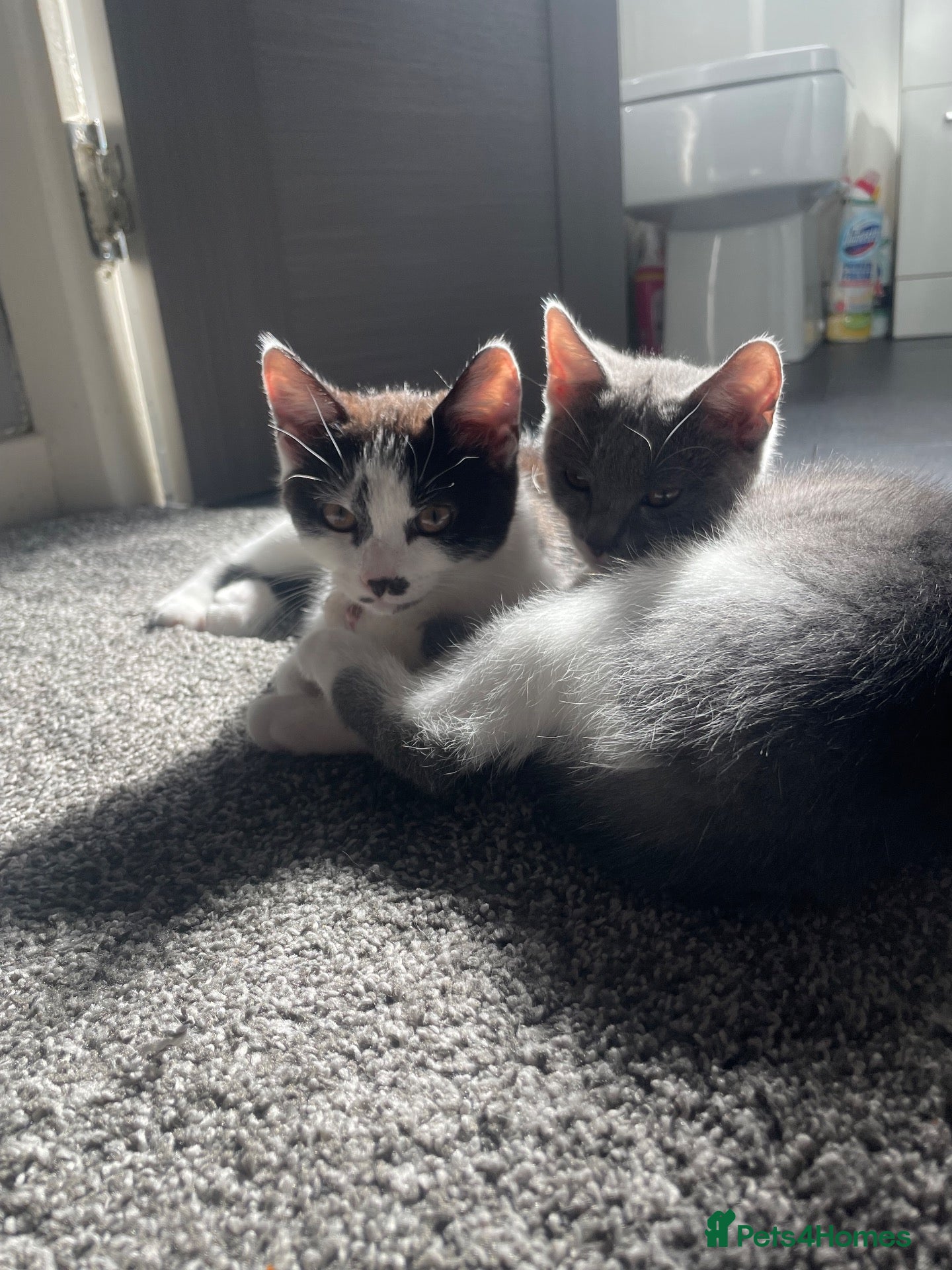 Mixed Breed cats Kittens half saimess  - Advert 10