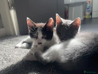 Mixed Breed cats Kittens half saimess - Advert 10